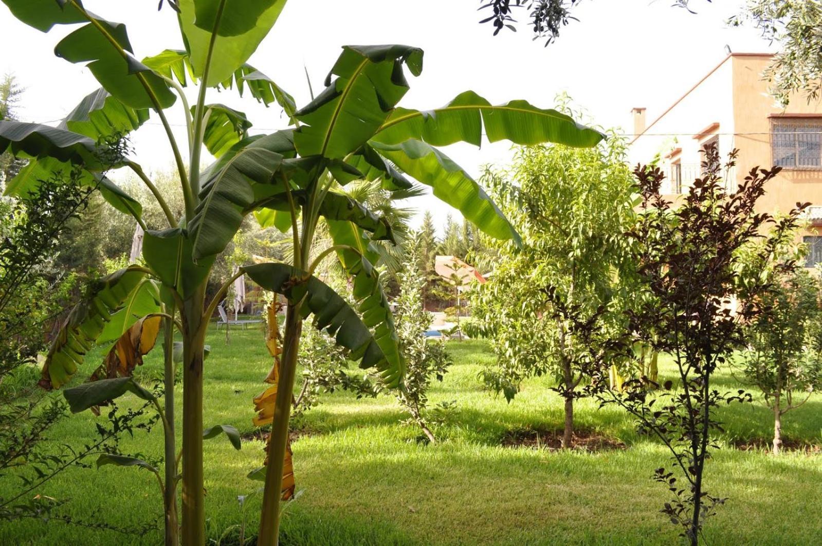 Ilafe Farmhouse, Villa Avec Piscine Chauffee Privee Et Jacuzzi Pour Familles Marrakesh Exteriör bild